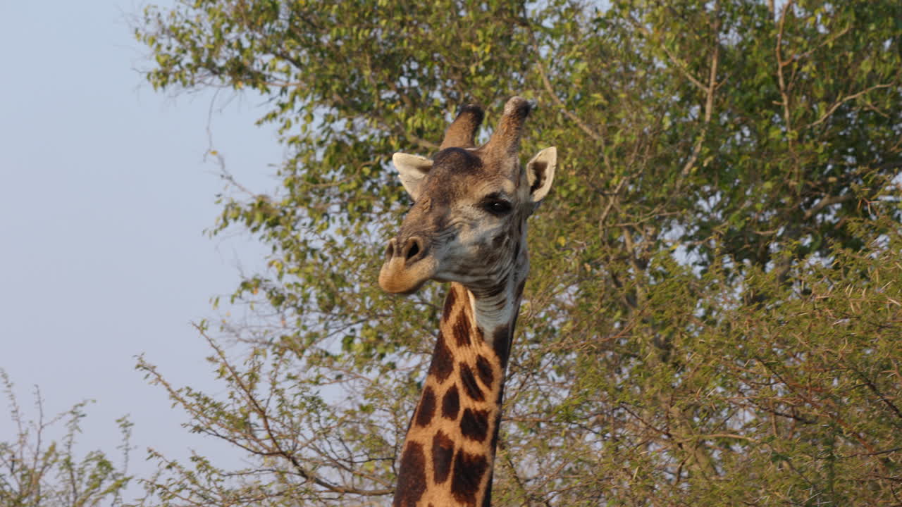 primer plano de una jirafa mirando fijamente a la cámara en el parque nacional kruger, en sudáfrica