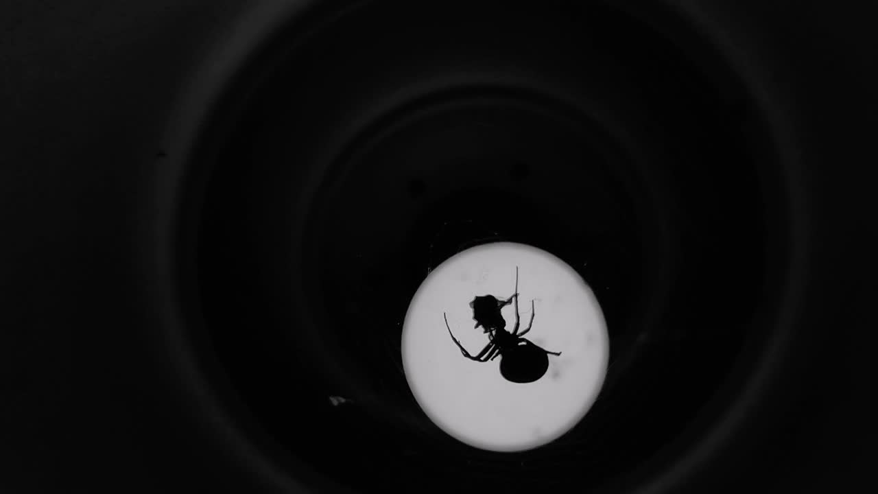 животные/дикая природа