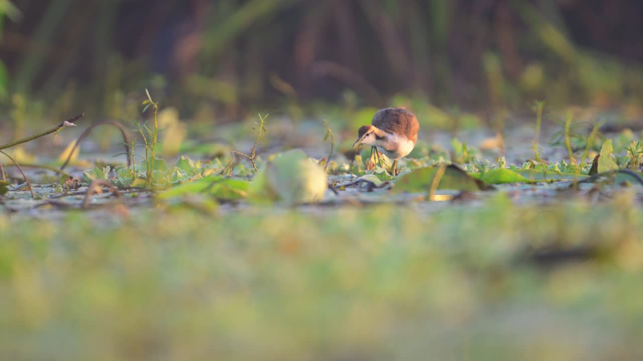 Pheasant Tailed Jacana wades through shallow water amidst lily pads and aquatic vegetation in a serene wetland environment.