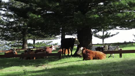 herd of cattle resting under big pine tree norfolk island, static shot