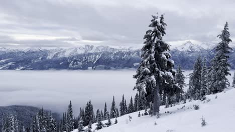 stable static clip of a subalpine fir tree covered in snow on top of mt mackenzie revelstoke slopes british columbia with a low cloud layer and a skier passing through briefly