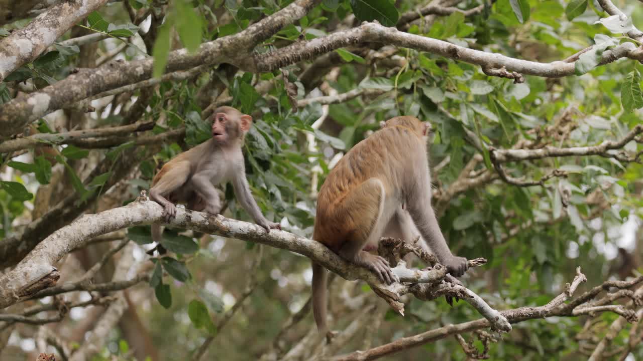 макаки в природе. макаки представляют собой род (макака) общительных обезьян. маки встречаются в различных местах обитания по всему азиатскому континенту и обладают высокой адаптивностью.