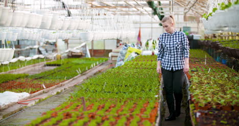 Jardinero-Hembra-Examinando-Plántulas-De-Flores