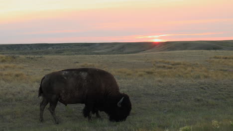 male american bison grazes at sunset, grasslands national park, saskatchewan