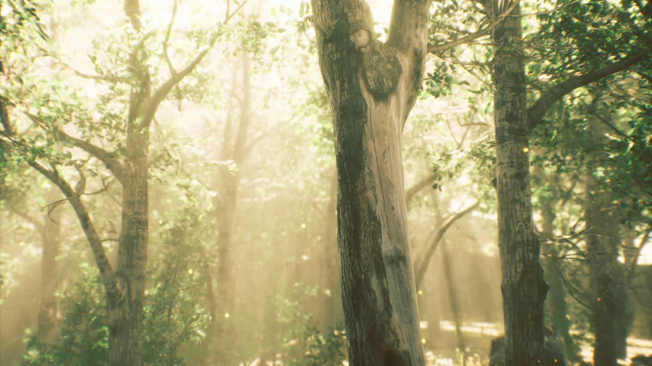 Sunlight filters through trees in a peaceful forest during early morning hours