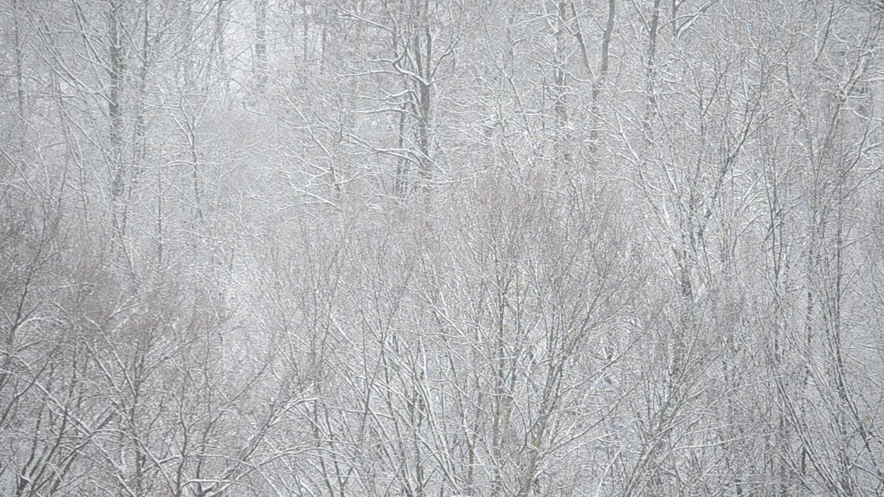 A shot of a blizzard on a background of trees