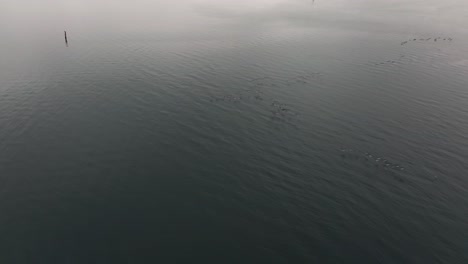 A-high-angle,-aerial-view-of-a-flock-of-birds-over-a-salt-marsh-off-the-south-shores-of-Long-Island,-NY-on-a-cloudy-day