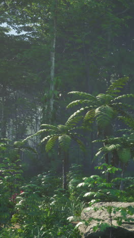 a serene forest path