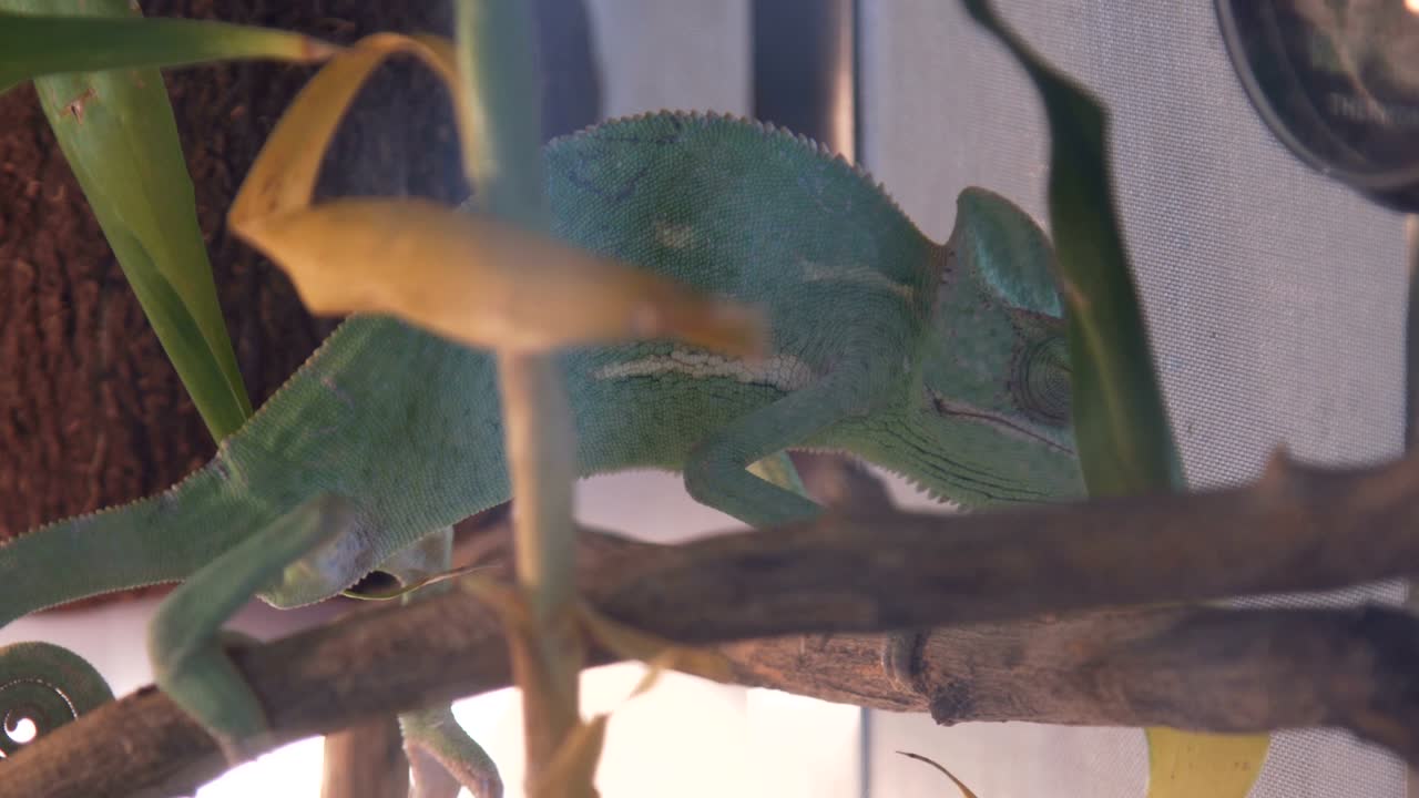 camaleón salvaje durante la caza en el bosque tropical