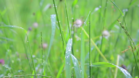 dew on the grass at the morning