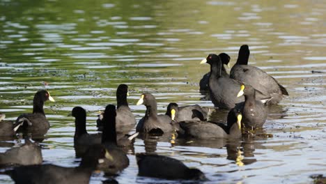 primer plano estático de una gran bandada de fochas de alas blancas, fulica leucoptera forrajeando al lado de un lago pantanoso poco profundo para plantas acuáticas en un día soleado