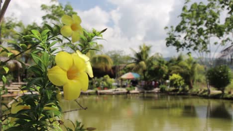 view of a lake with a flower in the foreground