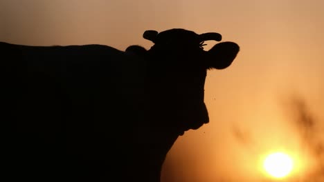 Sunset on the Meadow Silhouette of a Cow during a Beautiful Sunset in Rural America Sunset on the Meadow Silhouette of a Cow during a Beautiful Sunset in Rural America Cattle Breeding in Usa