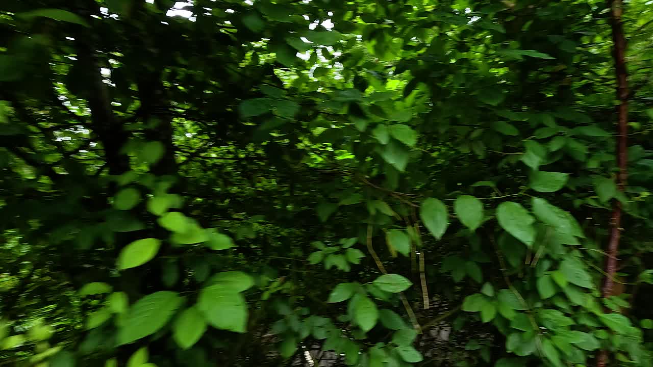 Sentiero forestale lussureggiante con cartelli direzionali