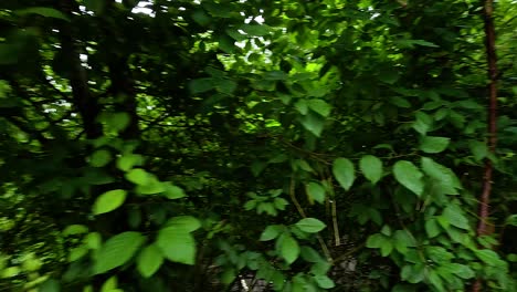 lush forest path with directional signs