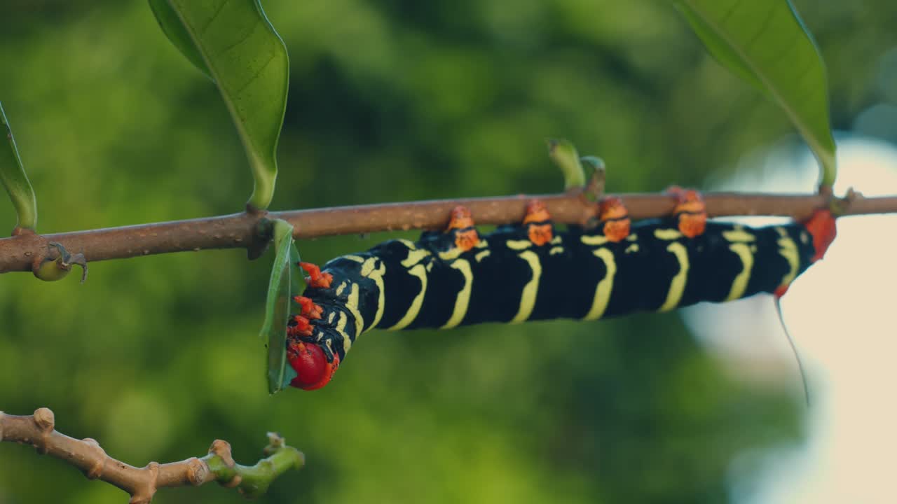 oruga pseudoesfinge en una planta en granada