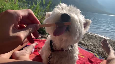 wide shot of dog licking ice cream on the wooden stick in slow motion