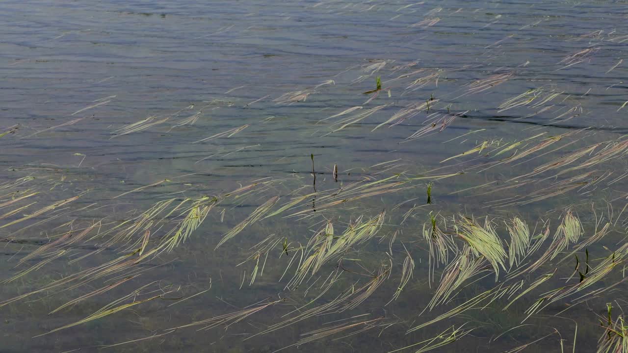 물 식물 풍경 배경.