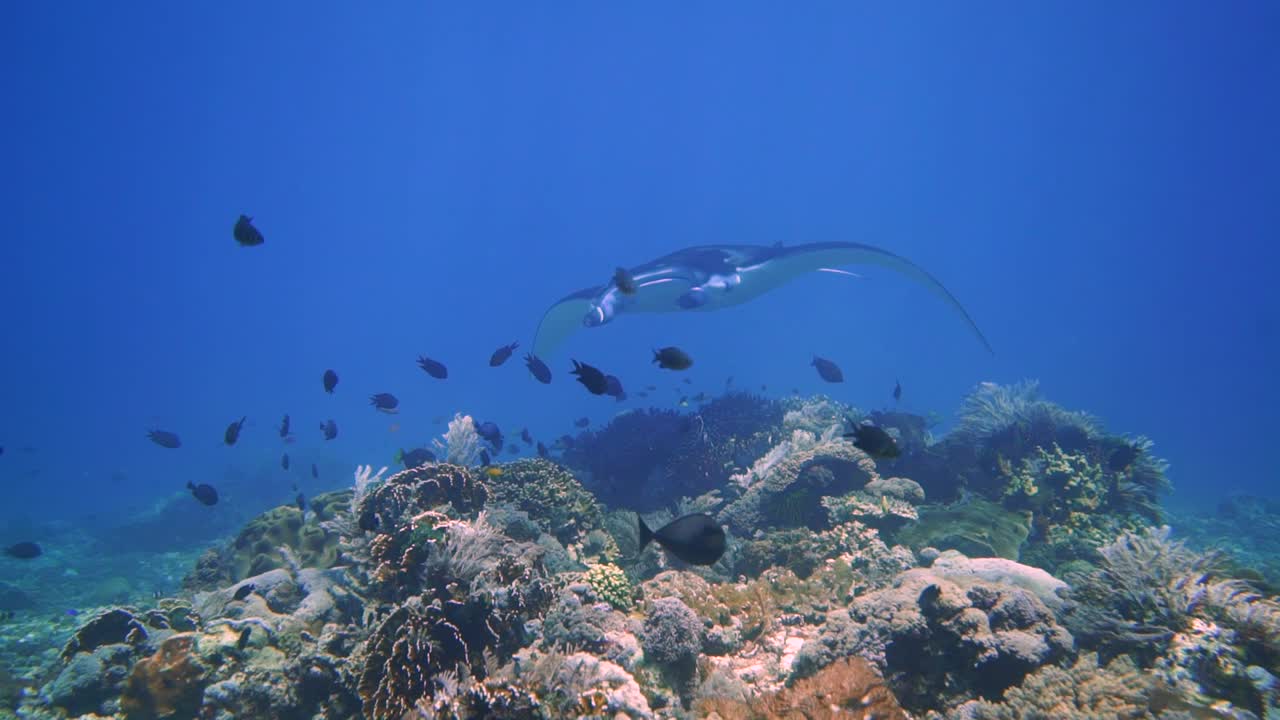 Guarda come una manta nuota con grazia nel Parco Nazionale di Komodo. Questa è una giovane manta di barriera che cerca una stazione di pulizia