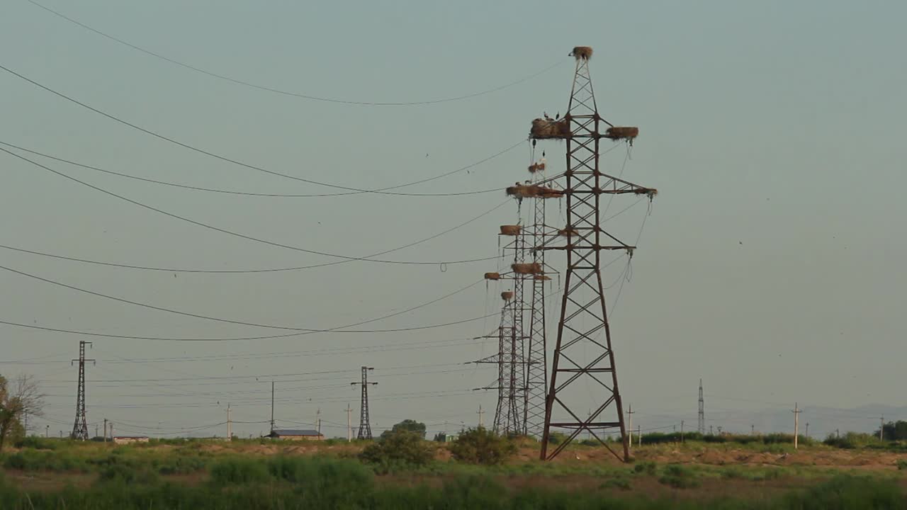 Many white stork nests on electric poles above grassy meadow in rural Armenia
