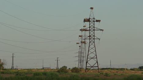 Many-white-stork-nests-on-electric-poles-above-grassy-meadow-in-rural-Armenia