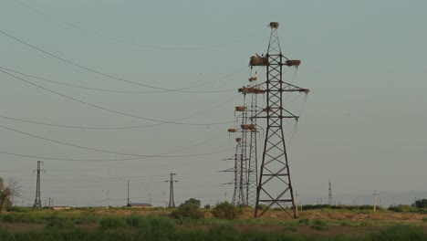 muchos nidos de cigüeña blanca en postes eléctricos sobre prados de hierba en las zonas rurales de armenia