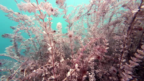 algas submarinas encantadas en un lago de agua dulce