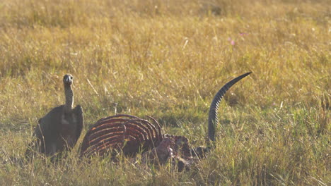 a large vulture stands next to a rotting carcass in a grassy field