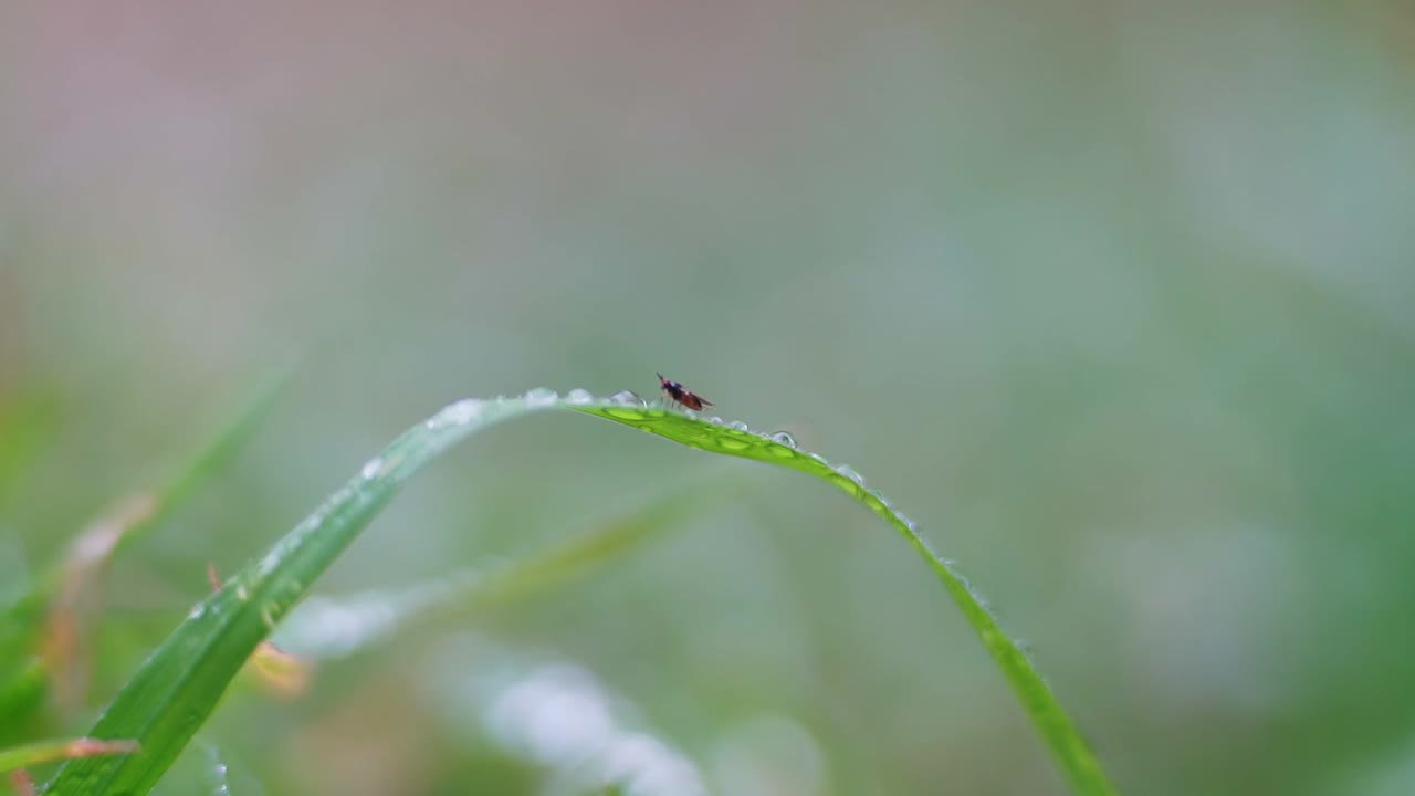 primer plano de una pequeña mosca en una hoja de hierba con gotas de lluvia