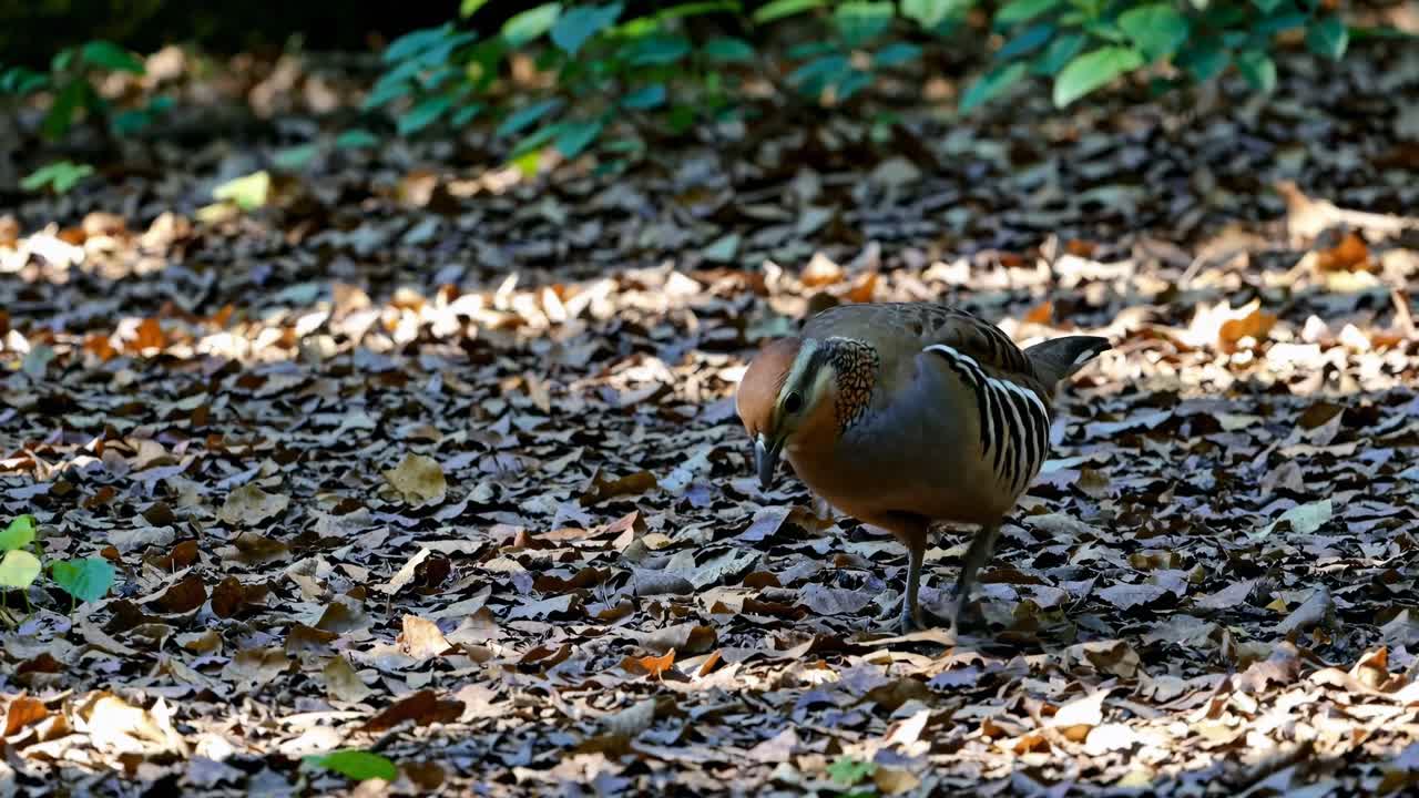 A low-angle video shot of a pheasant walking through a sun-dappled forest floor covered in autumn