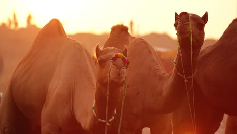 camellos en cámara lenta en la feria de pushkar, también llamada feria de camellos de pushkar o localmente como kartik mela es una feria anual de varios días de ganado y cultural que se celebra en la ciudad de pushkar rajasthan, india.