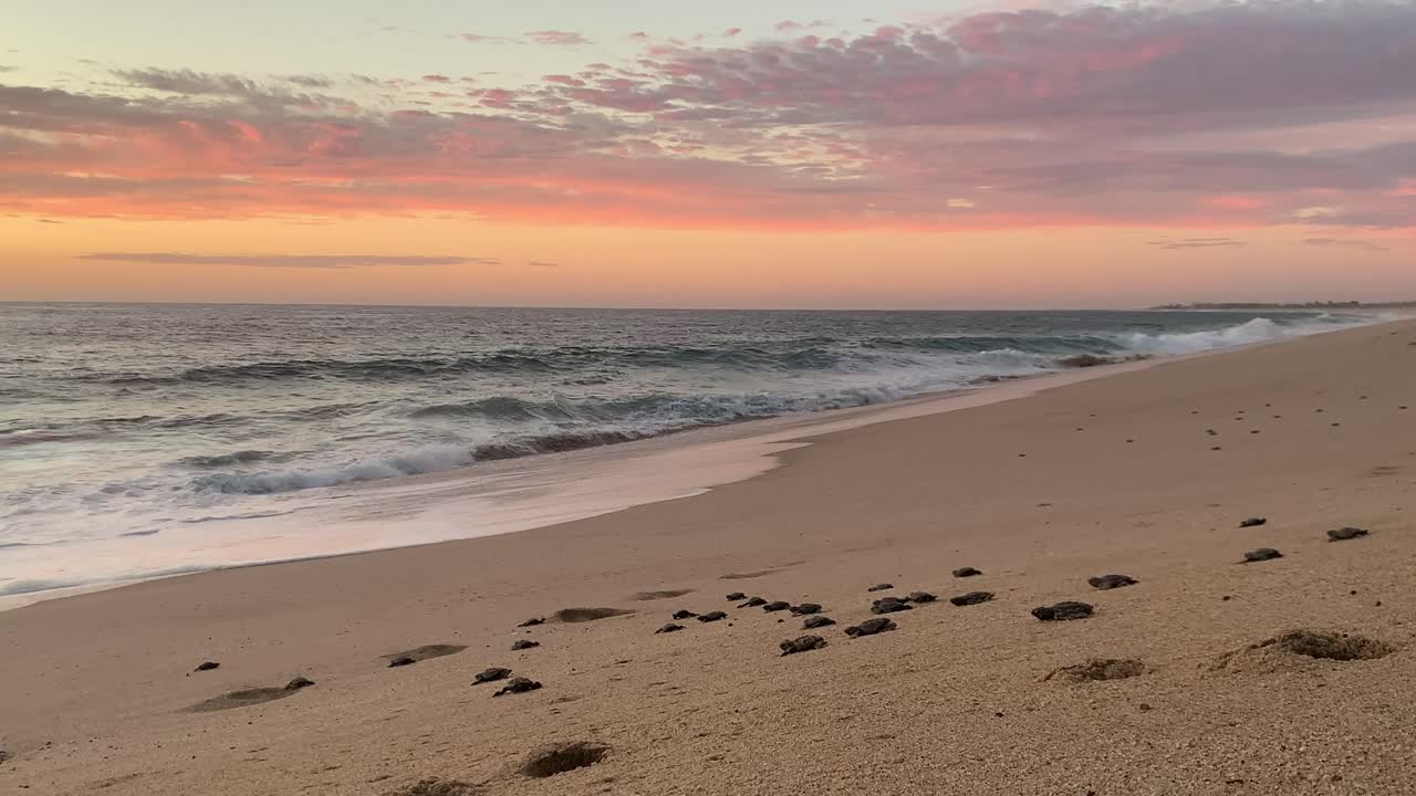 tortugas laúd bebé se arrastran hacia el atardecer en méxico