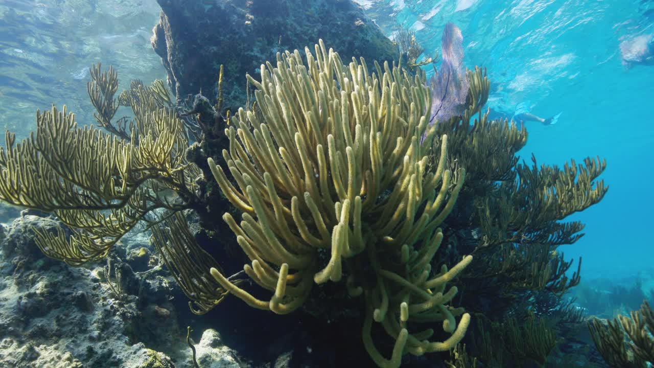 Scena di barriera corallina sottomarina con coralli molli e vita marina in acque oceaniche tropicali blu e limpide.