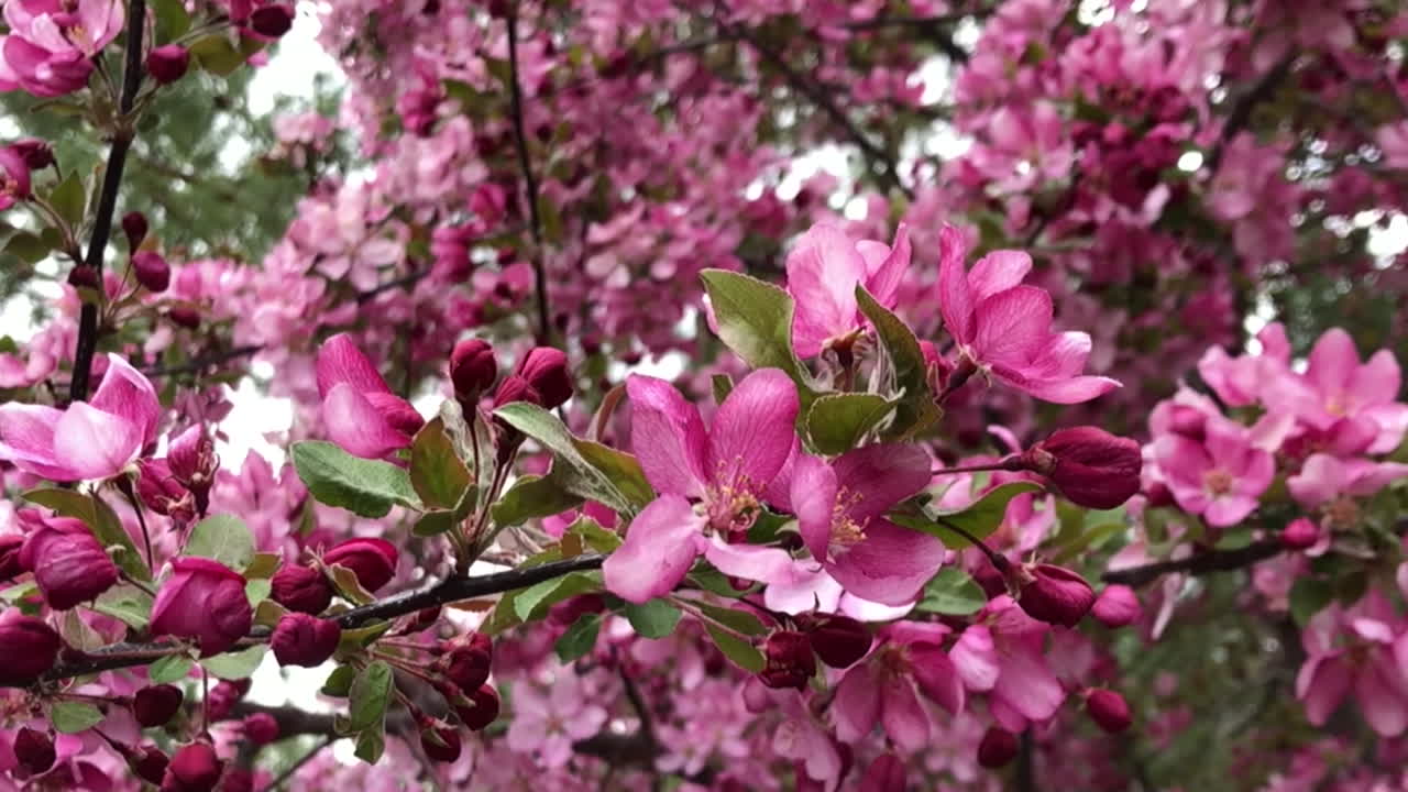 Spring tree blossoms swaying in the wind