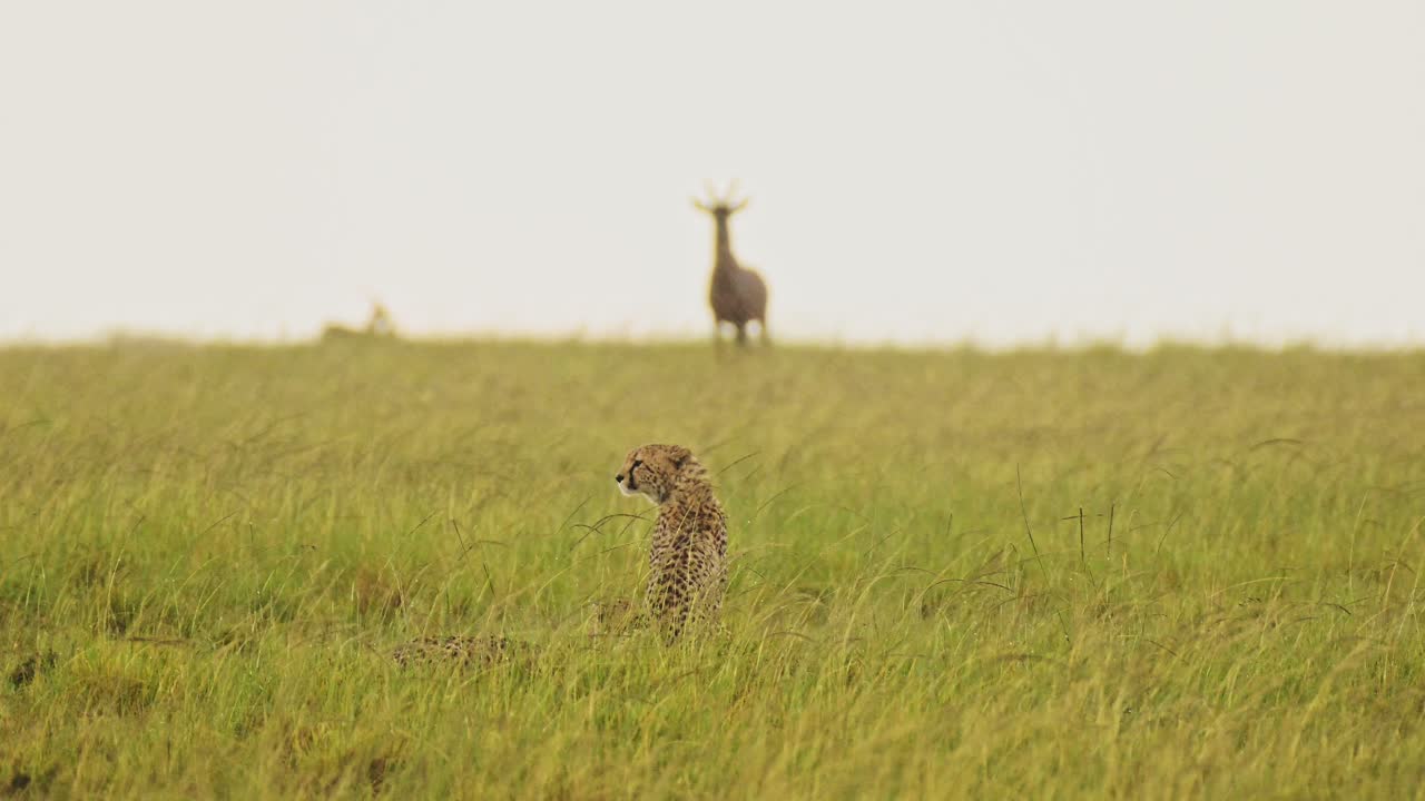 cámara lenta de chita cazando topi en la lluvia en una caza, áfrica vida silvestre animales de safari en masai mara cuando llueve en la temporada de lluvias africanas en masai mara, kenia, increíble comportamiento de los animales de la naturaleza