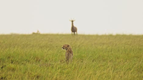 cámara lenta de chita cazando topi en la lluvia en una caza, áfrica vida silvestre animales de safari en masai mara cuando llueve en la temporada de lluvias africanas en masai mara, kenia, increíble comportamiento de los animales de la naturaleza