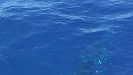 pesca deportiva