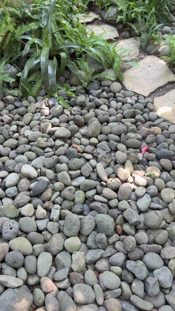 Sentiero di ciottoli in giardino con felci verdi rigogliose e passi giapponesi