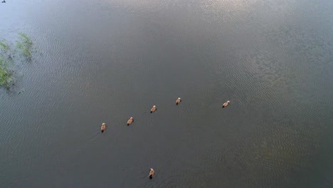 ducks swimming in a lake