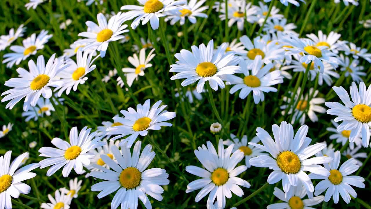 A serene video capturing a field of blooming daisies, emphasizing nature's beauty with vibrant