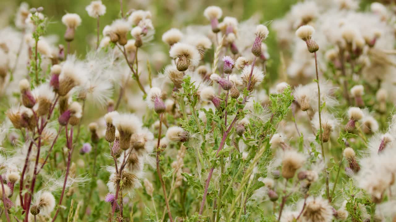 Thistle wildflowers sway gently in a sunlit meadow as a breeze disperses their seeds. Natural daylight, soft focus, and subtle camera movement enhance the tranquil scene