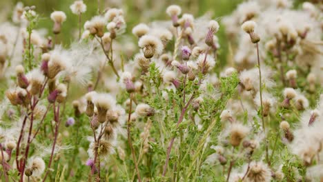 thistle wildflowers sway gently in a sunlit meadow as a breeze disperses their seeds. natural daylight, soft focus, and subtle camera movement enhance the tranquil scene