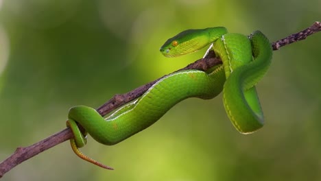 The-White-lipped-Pit-Viper-is-a-venomous-pit-viper-endemic-to-Southeast-Asia-and-is-often-found-during-the-night-waiting-on-a-branch-or-limb-of-a-tree-near-a-body-of-water-with-plenty-of-food-items