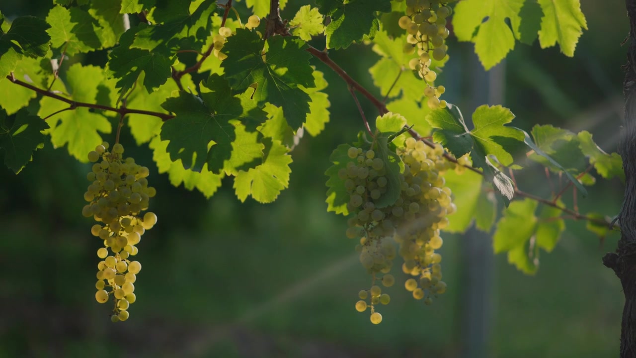Uva matura che cresce tra foglie verdi in un vigneto illuminato dal sole durante l'estate