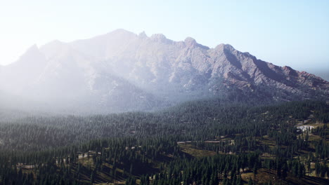 pine forest in the mountains on the greek island