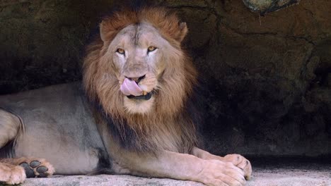 un león mostrando su lengua
