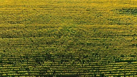 Campo-De-Girasoles-En-Flor