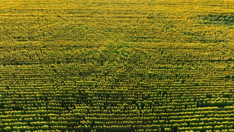 sunflower field in bloom