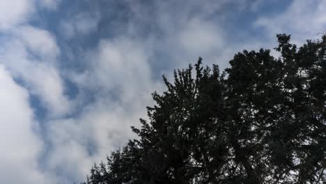 timelapse motion of clouds moving fast over a tree