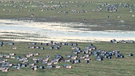 Große-Herde-Nonnengänse-Grasen-Auf-Einem-Feld,-Das-Vom-Abendlicht-Im-Caerlaverock-Wetland-Centre-Im-Südwesten-Schottlands-Beleuchtet-Wird